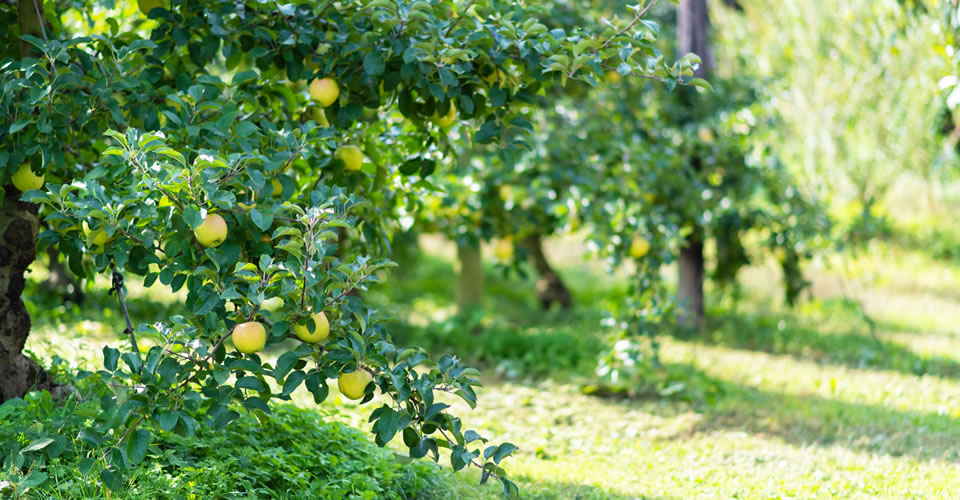 食と自然のアクティビティ