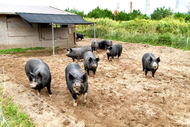 スライダー画像